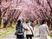 桜並木での散歩風景