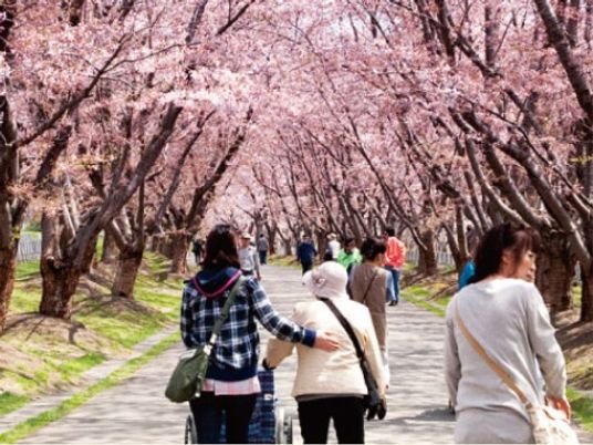 桜並木での散歩風景