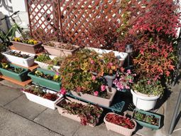 色とりどりの植物が並ぶ中庭