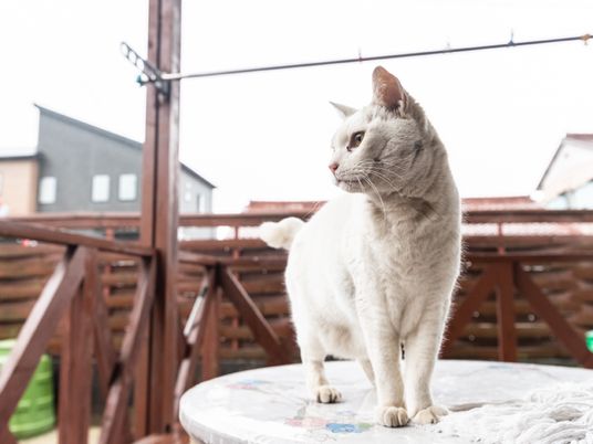 白い猫のいるテラス