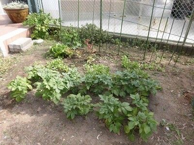 手入れされた緑の庭
