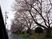 桜並木のある風景