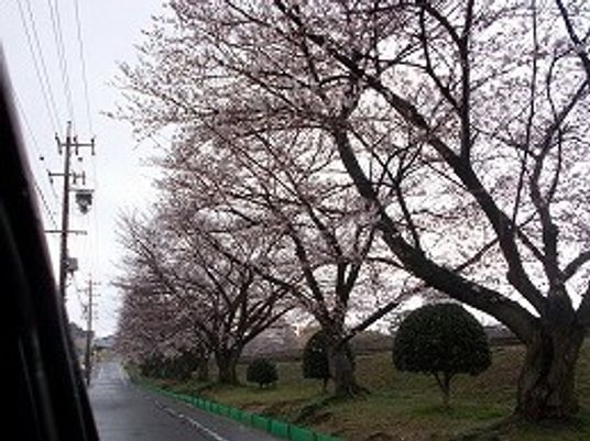 桜並木のある風景