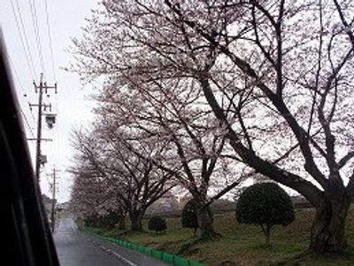 桜並木のある風景