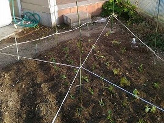 手入れされた小規模な庭