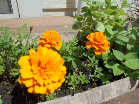 花壇の花と緑の庭  