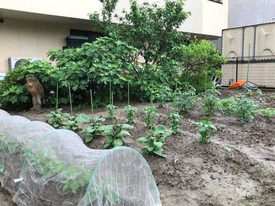 植栽のある中庭  