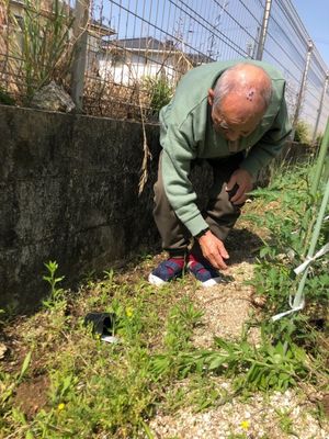 おじいさんが屈む庭の様子