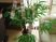 緑の植物と和室