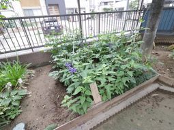 植物が育つ中庭