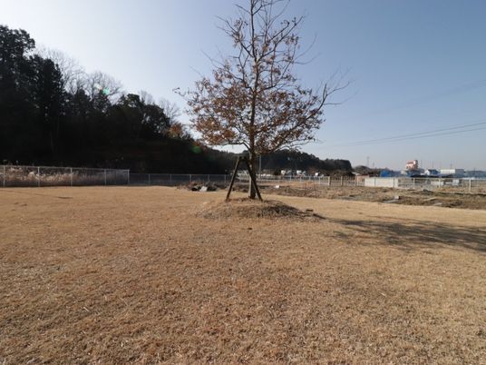 中庭の寒色期の風景