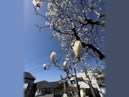 施設外観の桜と青空  