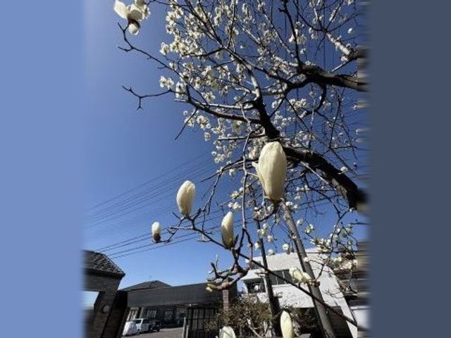 施設外観の桜と青空 外観   青空の下、桜の花が大きく広がる外まわりです。季節の景色を感じられる、明るい印象の建物まわりです。