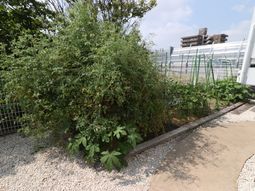 緑豊かな施設の庭