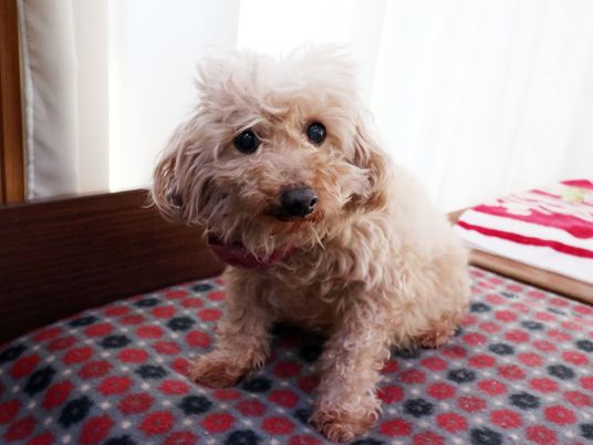 愛らしいペットの犬