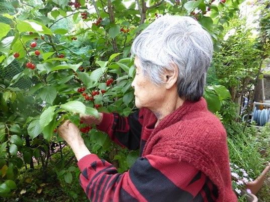 高齢者が植物に触れる瞬間