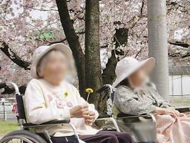 桜の下でくつろぐ人々 庭 満開の桜の下で、車椅子に座った方々がリラックスしています。暖かな日差しを楽しめます。