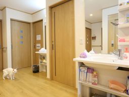 明るい廊下とペット