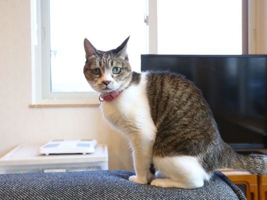 猫がいる居室