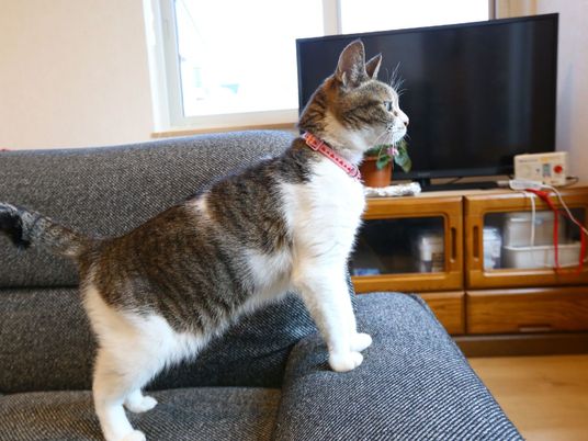 ねこがいるリビング