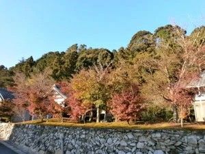 紅葉のある庭  