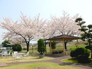 桜が見える中庭  
