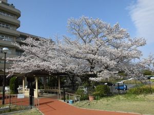 桜が咲く中庭  