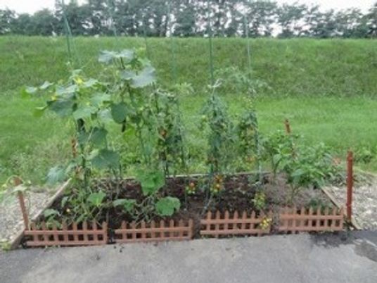 中庭の菜園  