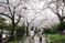 桜並木の散歩道