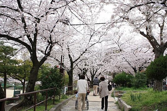 桜並木の散歩道