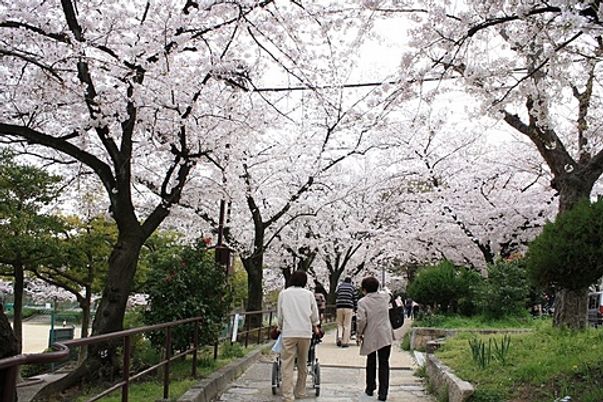 桜並木の散歩道