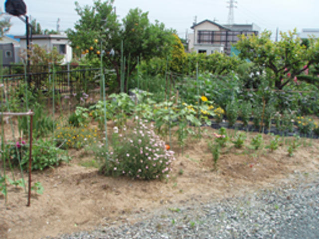 花が咲く庭 庭 色とりどりの花が咲き、自然の息吹を感じられるスペースです。リラックスしたひとときを過ごせます。