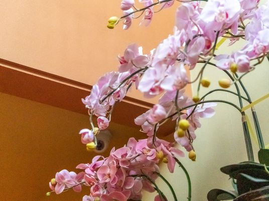 サクラの花が写しだされている飾りつけ