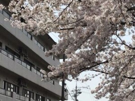 桜と建物の外観  