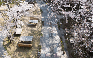 桜が彩る中庭
