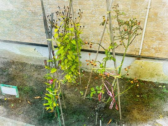 植栽のある庭  