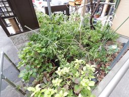 緑溢れる中庭スペース