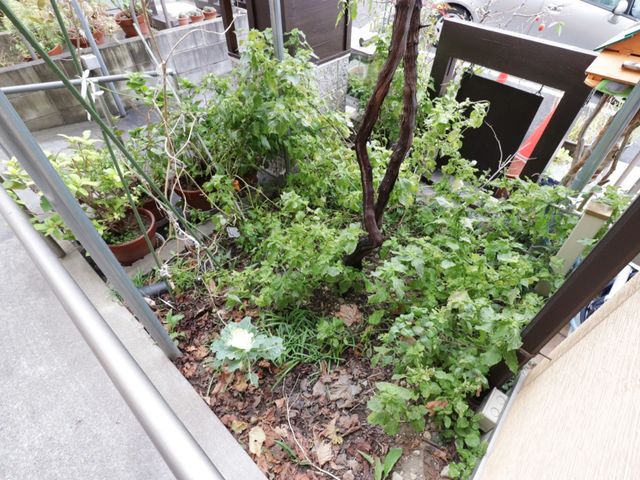 緑に囲まれた中庭の一角 庭 自然に囲まれた落ち着いた中庭です。植物の手入れを通して、日々の潤いを感じられる空間が広がっています。