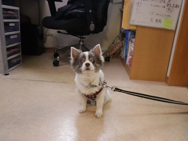 犬と掲示物の廊下 犬 廊下にいる小さな犬が訪れた人を出迎えてくれる光景です。和やかな雰囲気で新しい環境にもすぐになじめそうです。