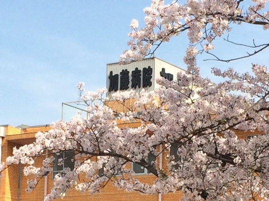 桜と病院の外観  