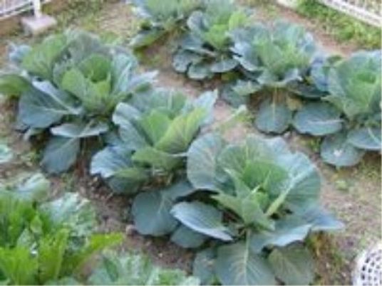 新鮮な野菜の畑