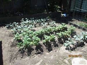野菜が育つ庭