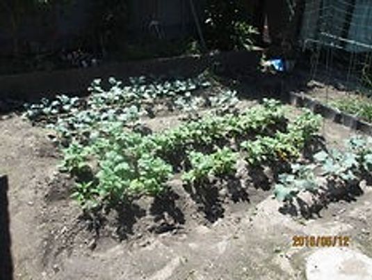 野菜が育つ庭