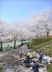 桜並木沿いの中庭