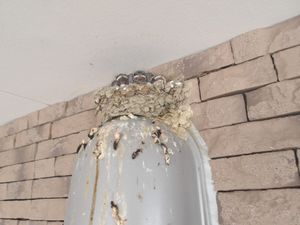 つばめの巣がある壁際  