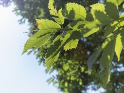 緑豊かな庭