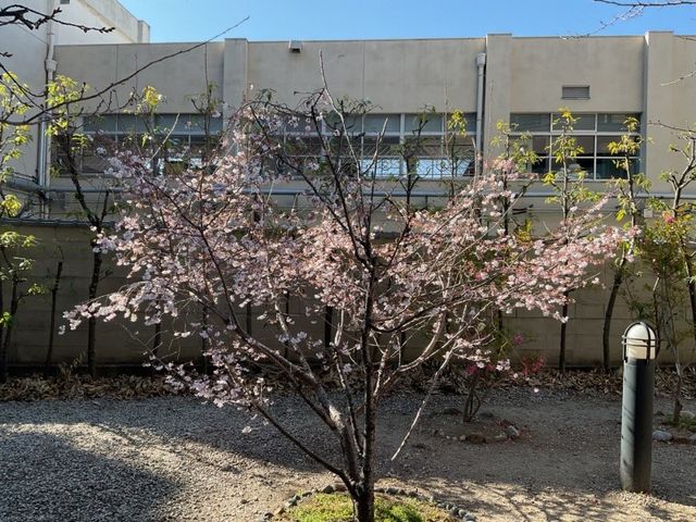 桜咲く中庭  