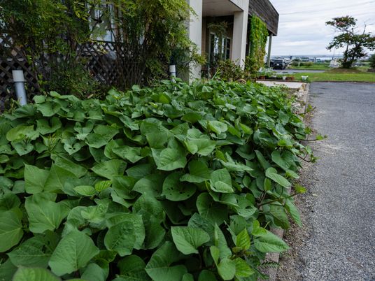 緑に囲まれた庭先