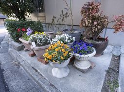 多彩な花が並ぶ場所
