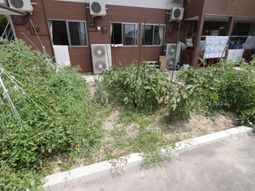 野菜が植えられた庭